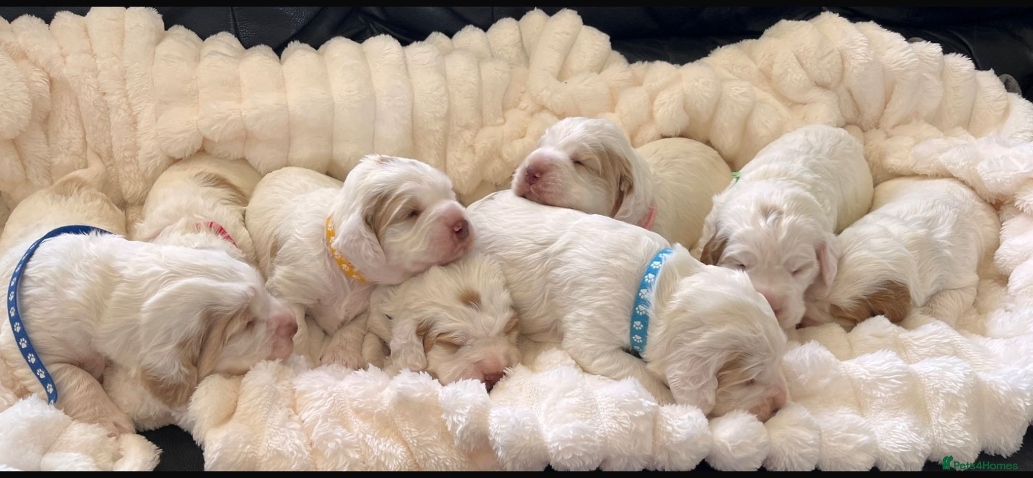 Clumber Spaniel dogs Clumber spaniel puppies for sale - Advert 2