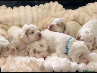 Clumber Spaniel dogs Clumber spaniel puppies for sale - Advert 13