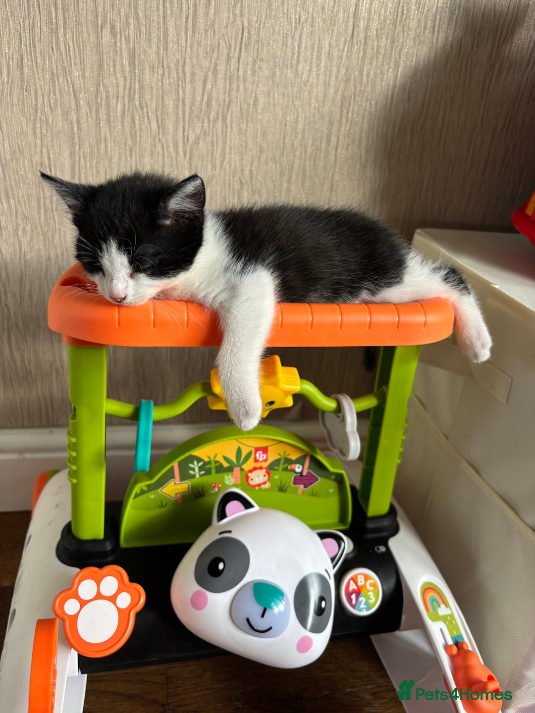 British Shorthair cats for sale: Cute kittens  - Image 2