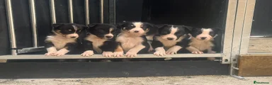 Border Collie Puppy 6