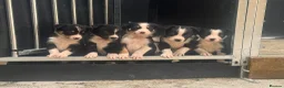 Border Collie dogs for sale: Farm bred Border Collie pups in Alnwick - Advert 3