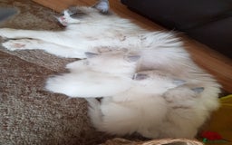Ragdoll cats for sale: Pure Breed GCCF REG beautiful kittens - Advert 3