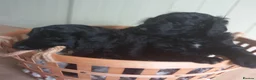 Bordoodle dogs for sale: Beautiful Home-Raised Bordoodle Puppies – 2 Girls in Galashiels - Advert 9