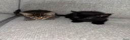 Mixed Breed cats for sale: 2 kittens for sale - Advert 2