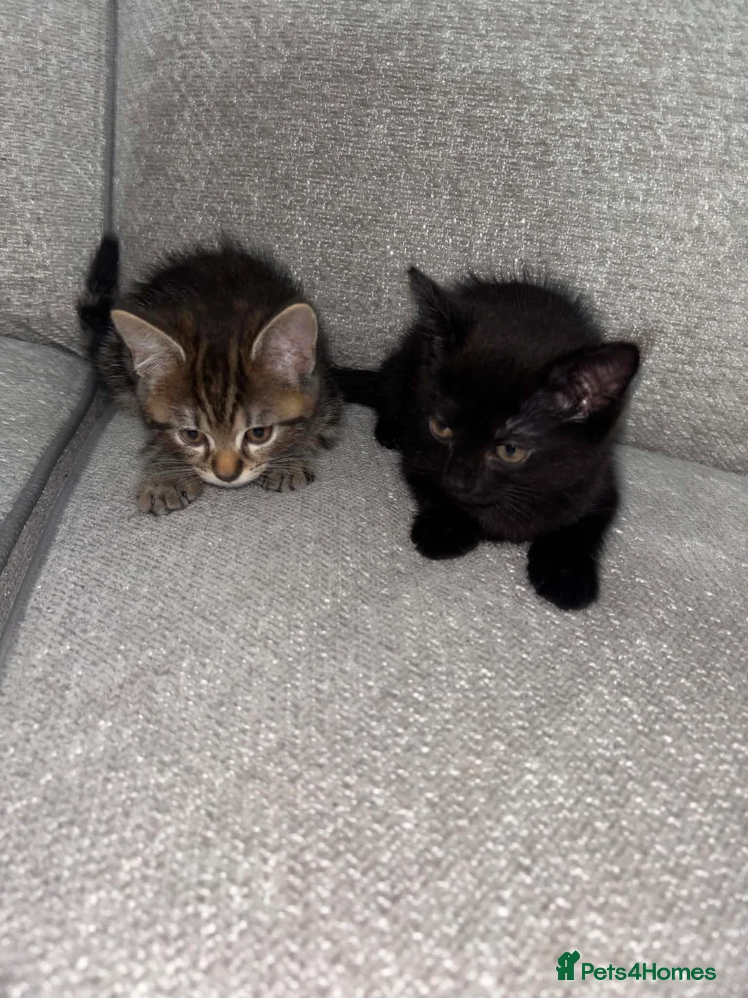 Mixed Breed cats for sale: 2 kittens for sale - Advert 2