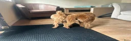 Toy Poodle dogs for stud: Kc Health tested fox red Toy poodle for stud - Advert 15