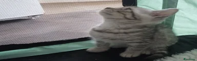 Silver Spotted boy (Rocky)