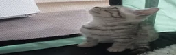 British Shorthair cats for sale: British Shorthair Kittens - Advert 8