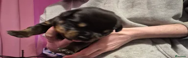 Rottweiler Puppy 1