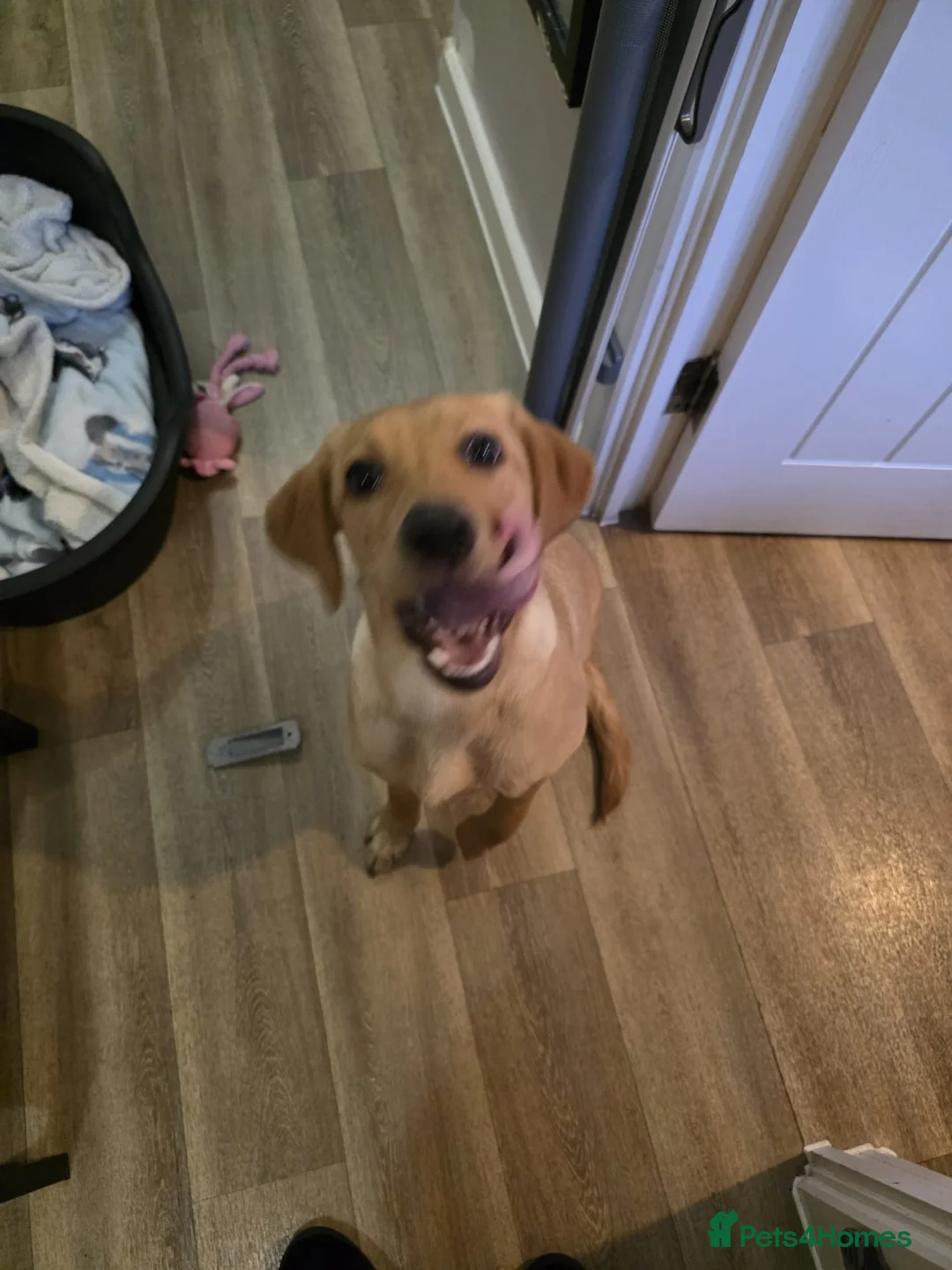 Labrador Retriever dogs for sale: Maple - A puppy full of love to give - Advert 4