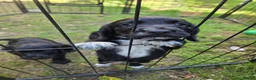 Cocker Spaniel dogs for sale: Working cocker spaniel puppies  in Tonbridge - Advert 4