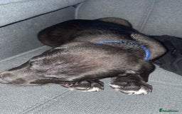 Mixed Breed dogs for sale: 4 month old/ labrador retrieve/cane corse - Image 2