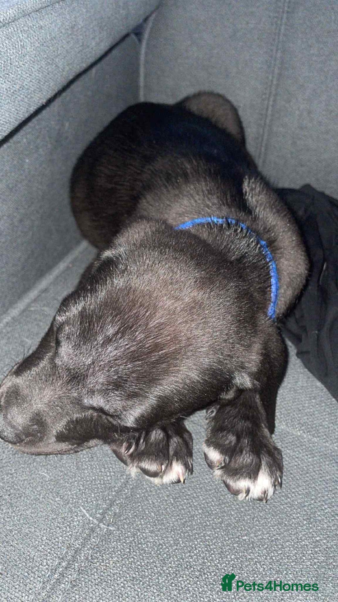 Mixed Breed dogs for sale: 4 month old/ labrador retrieve/cane corse - Image 2