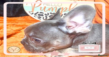 French Bulldog dogs - Advert 10