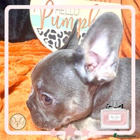 French Bulldog dogs - Advert 14