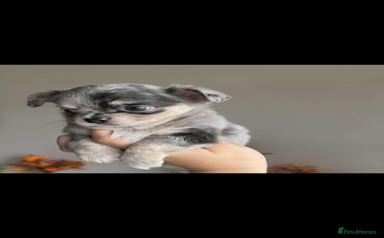 Chihuahua dogs - Advert 5