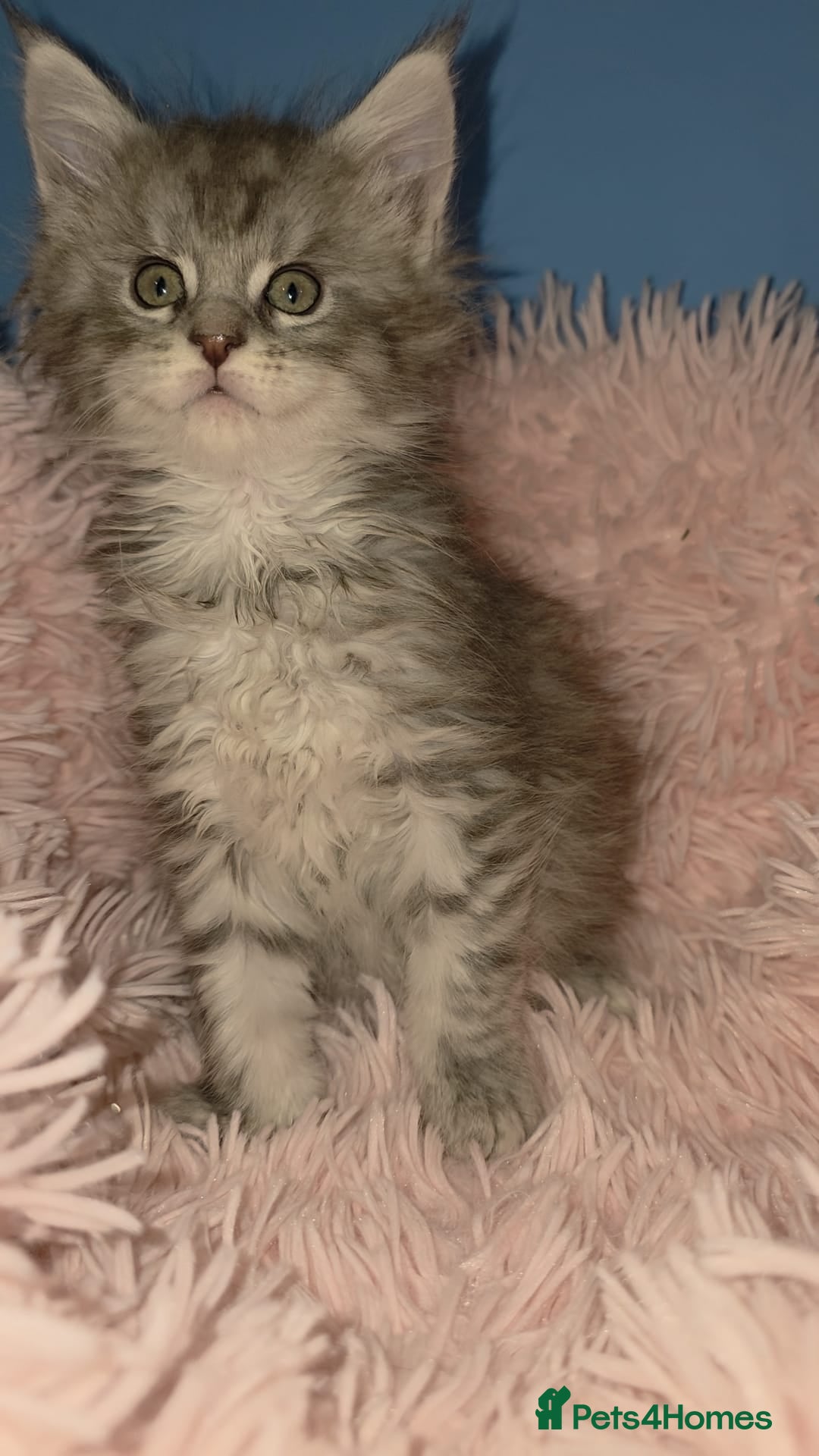Maine Coon cats for sale: One beautiful tica female maine coon kitten left - Advert 2