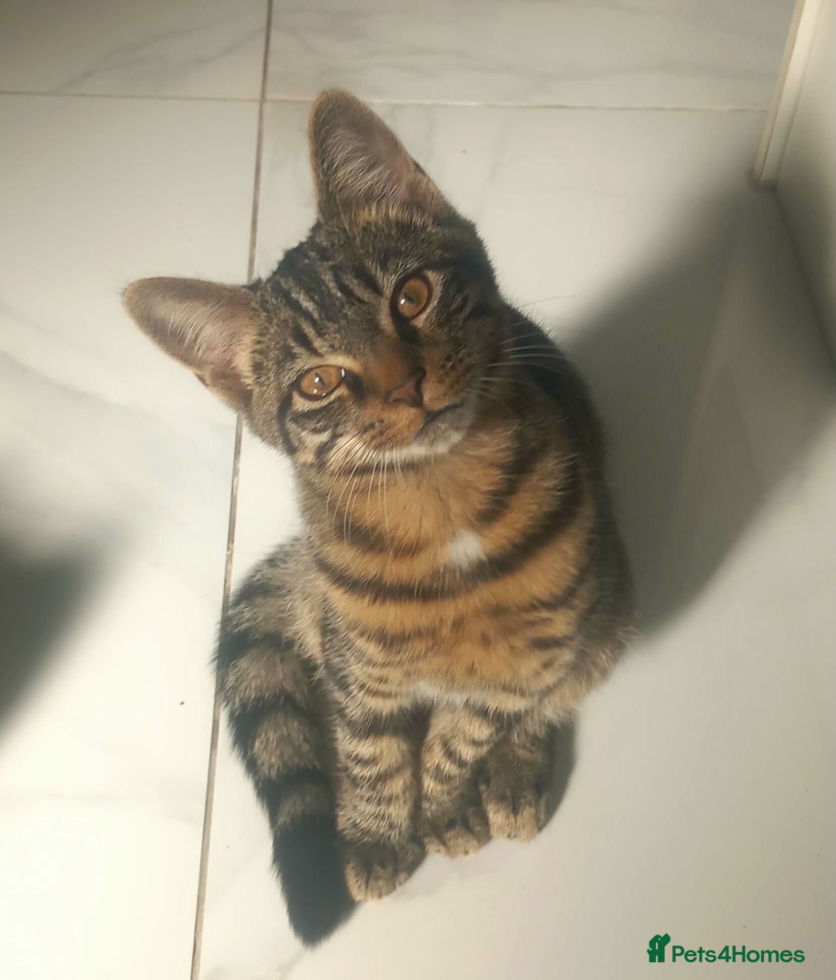 Mixed Breed cats Beautiful Mainecoon x kitten!  - Advert 10