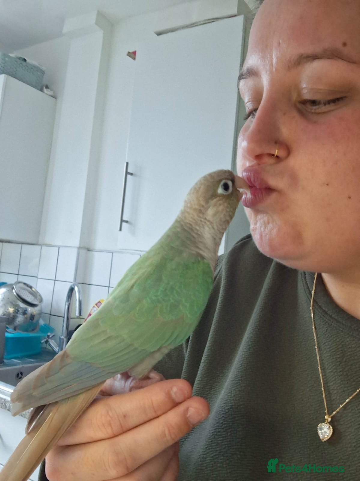 Conures birds Female conure  - Advert 1