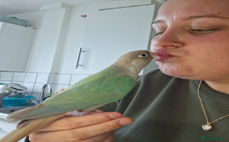 Conures birds - Advert 1