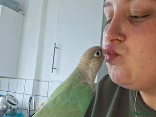 Conures birds - Advert 7