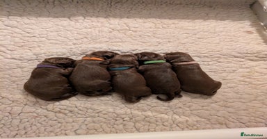 Cocker Spaniel dogs - Advert 6