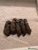 Cocker Spaniel dogs - Advert 1