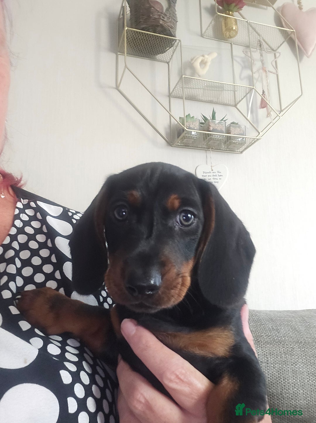 Dachshund dogs for sale: Dachshund puppies for sale - Image 2