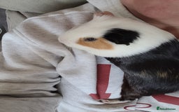 Guinea Pig rodents for sale: Baby boy guinea pigs  - Image 7