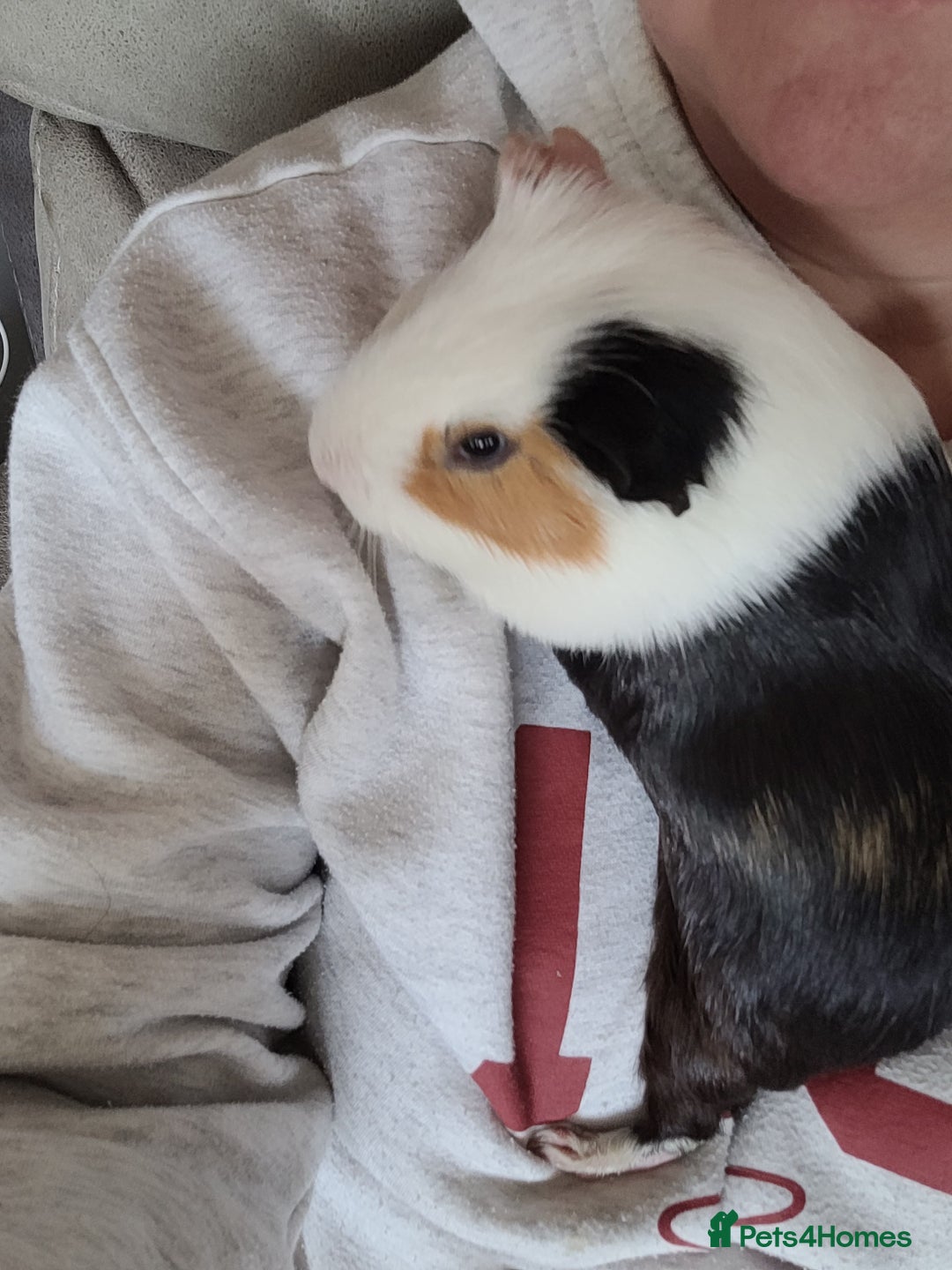 Guinea Pig rodents for sale: Baby boy guinea pigs  - Image 7