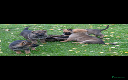 German Shepherd dogs for sale: German Shepherd puppy family guard dogs - Image 5