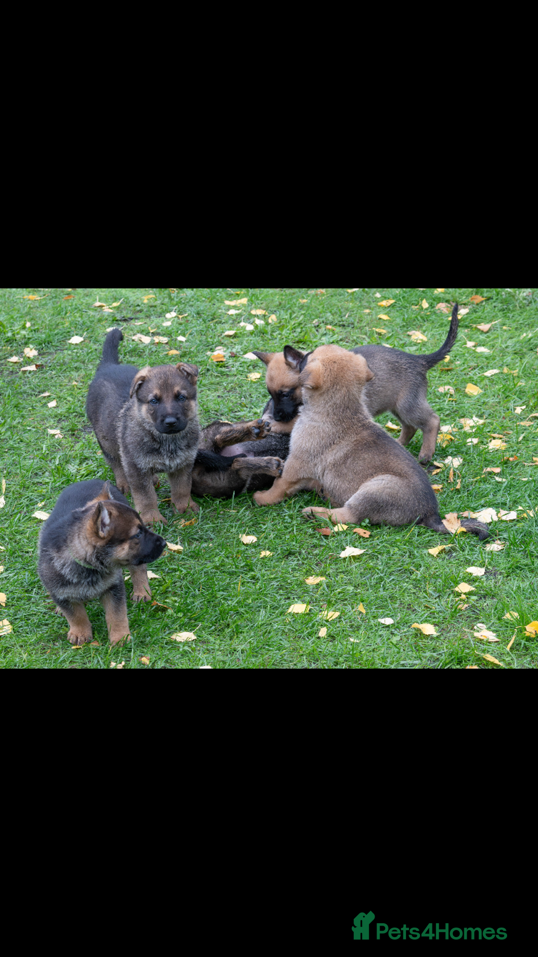 German Shepherd dogs for sale: German Shepherd puppy family guard dogs - Image 5