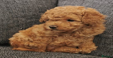 Toy Poodle dogs - Advert 15