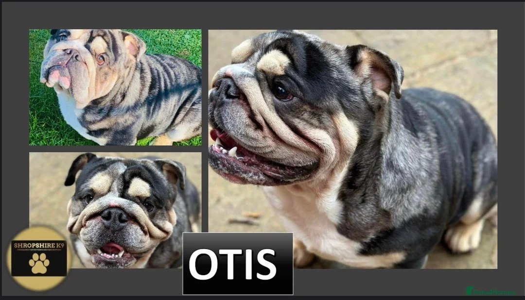 English Bulldog dogs for stud: 🌟Otis English Bulldog @stud in Telford - Advert 3