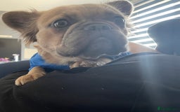 French Bulldog dogs for sale: Fluffy French bulldog - Image 4
