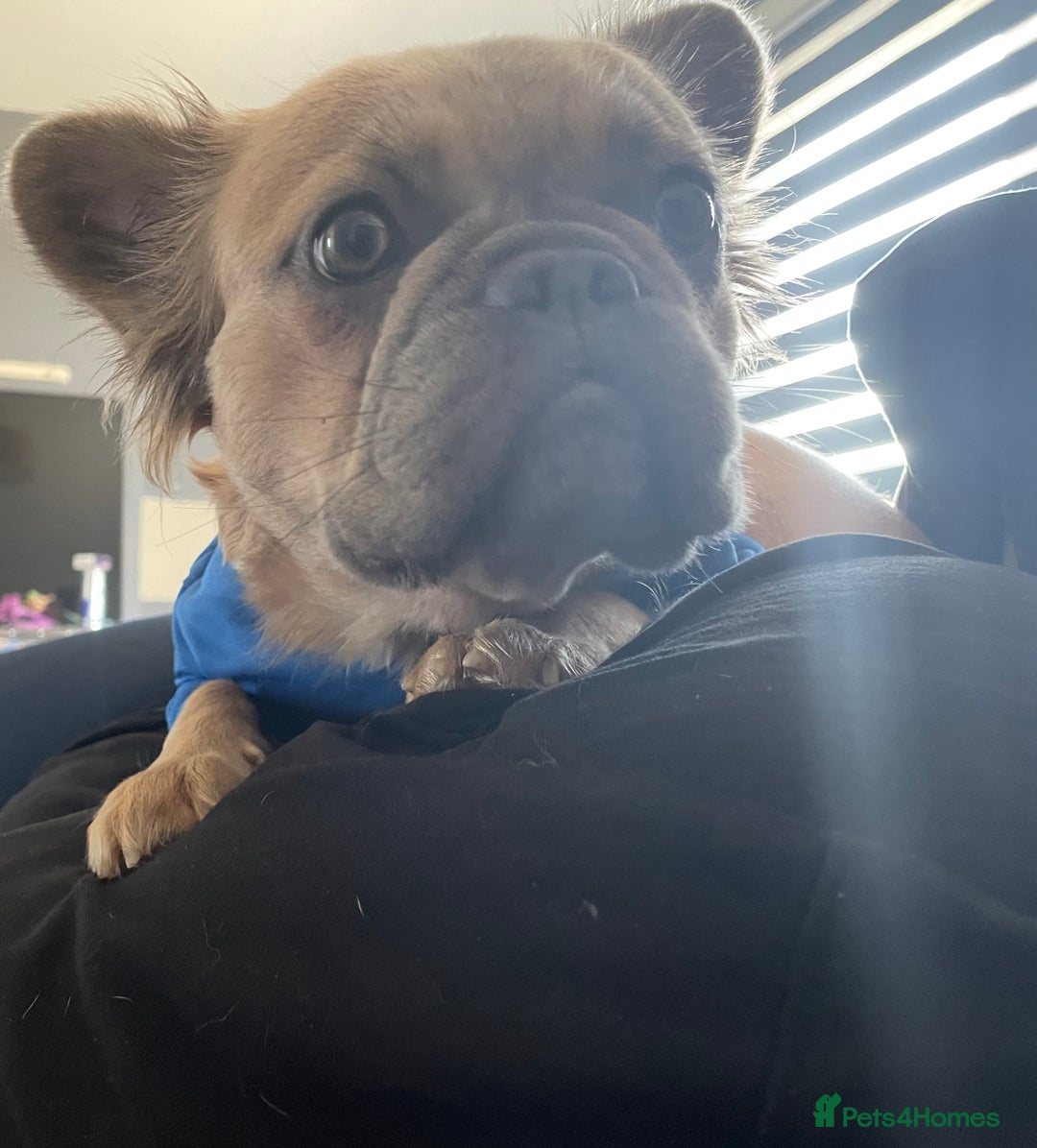 French Bulldog dogs for sale: Fluffy French bulldog - Image 4