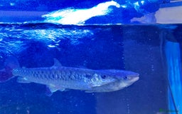 Piranhas fish for sale: RED BELLY PIRHANA/TINFOIL BARBS/PINKTAIL CHALCEUS - Image 5