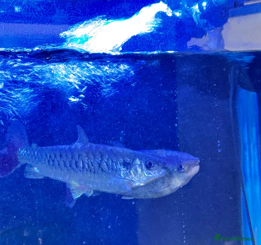 Piranhas fish for sale: RED BELLY PIRHANA/TINFOIL BARBS/PINKTAIL CHALCEUS - Image 5
