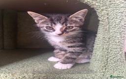 Hamster rodents for sale: 2 kittens available for CARING HOME - Image 7