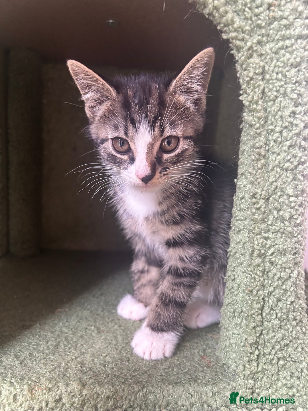 Hamster rodents for sale: 2 kittens available for CARING HOME - Image 7
