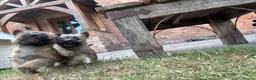 Cairn Terrier dogs for sale: KC Registered Cairn Terrier Pups - Advert 1