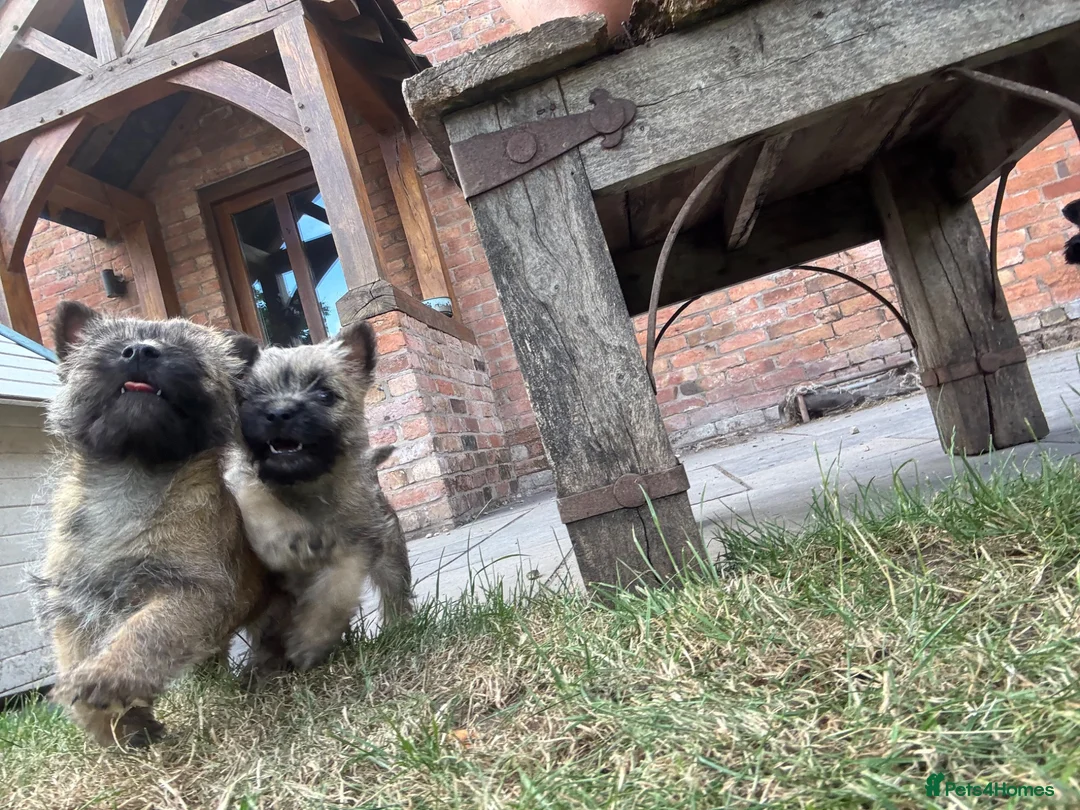 Cairn Terrier dogs for sale: KC Registered Cairn Terrier Pups - Advert 1