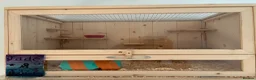 Mouse rodents for sale: 2 fancy mice and pawhut cage in Porth - Advert 1