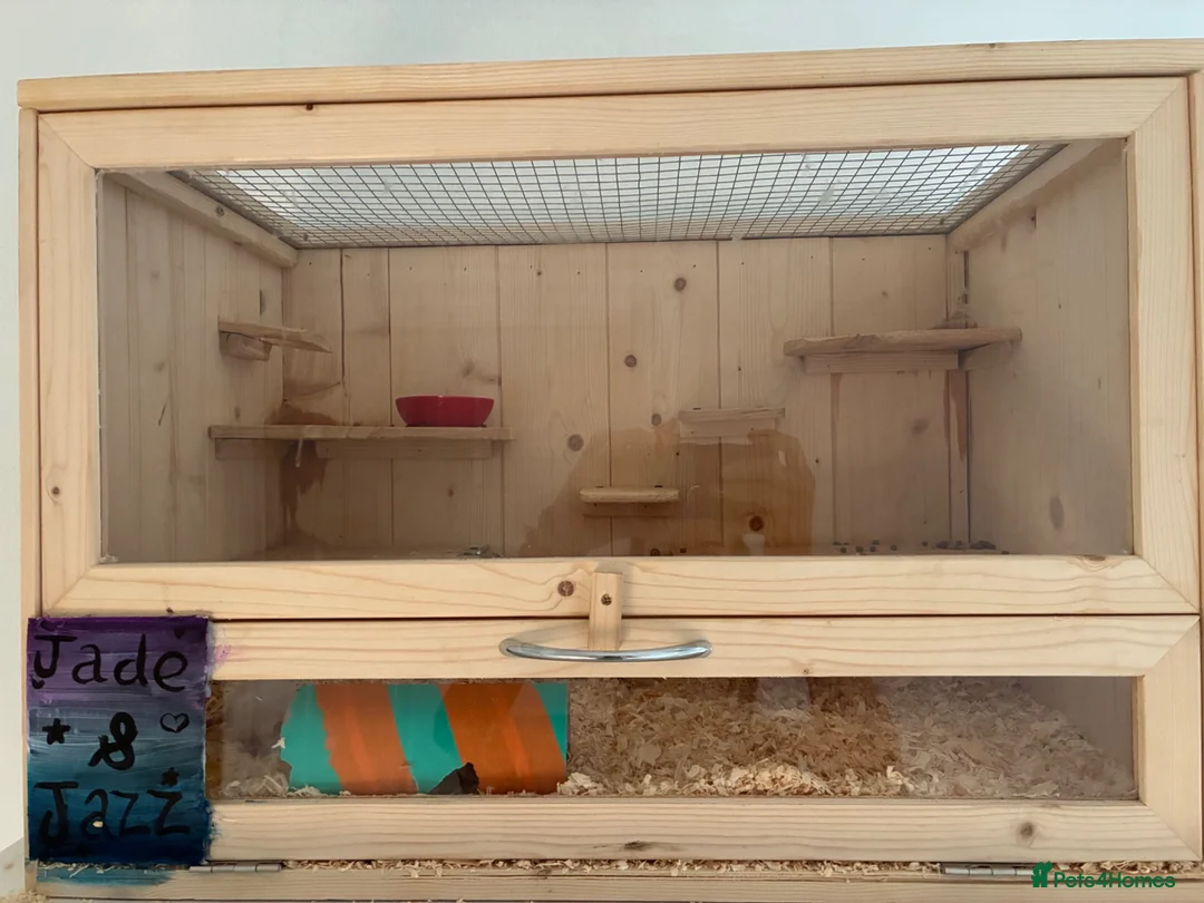 Mouse rodents for sale: 2 fancy mice and pawhut cage in Porth - Advert 1