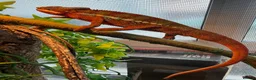 Chameleon reptiles for sale: Panther Chameleon F1 from Germany  - Advert 4