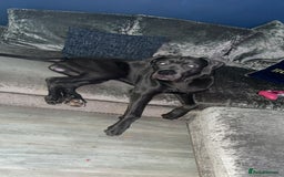 Cane Corso dogs for sale: Male cane corse  - Image 2