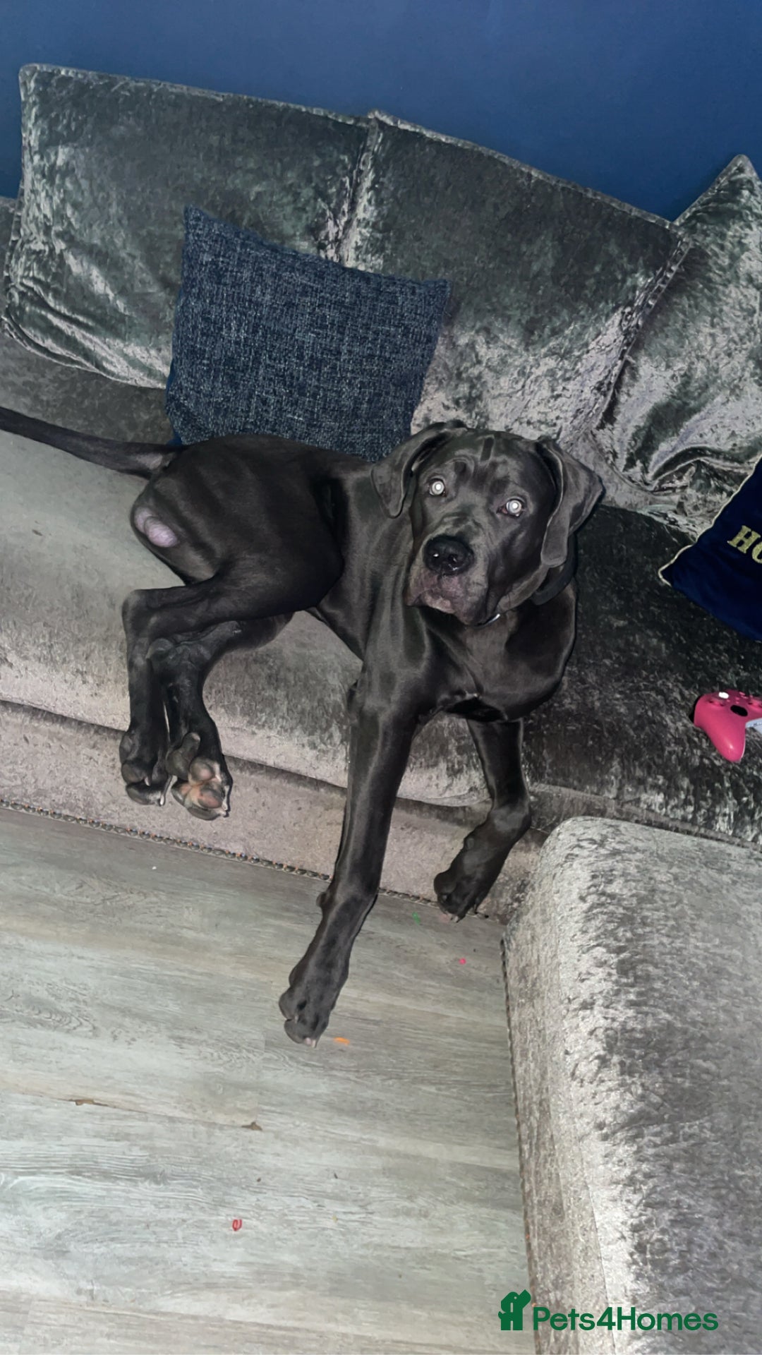 Cane Corso dogs for sale: Male cane corse  - Image 2