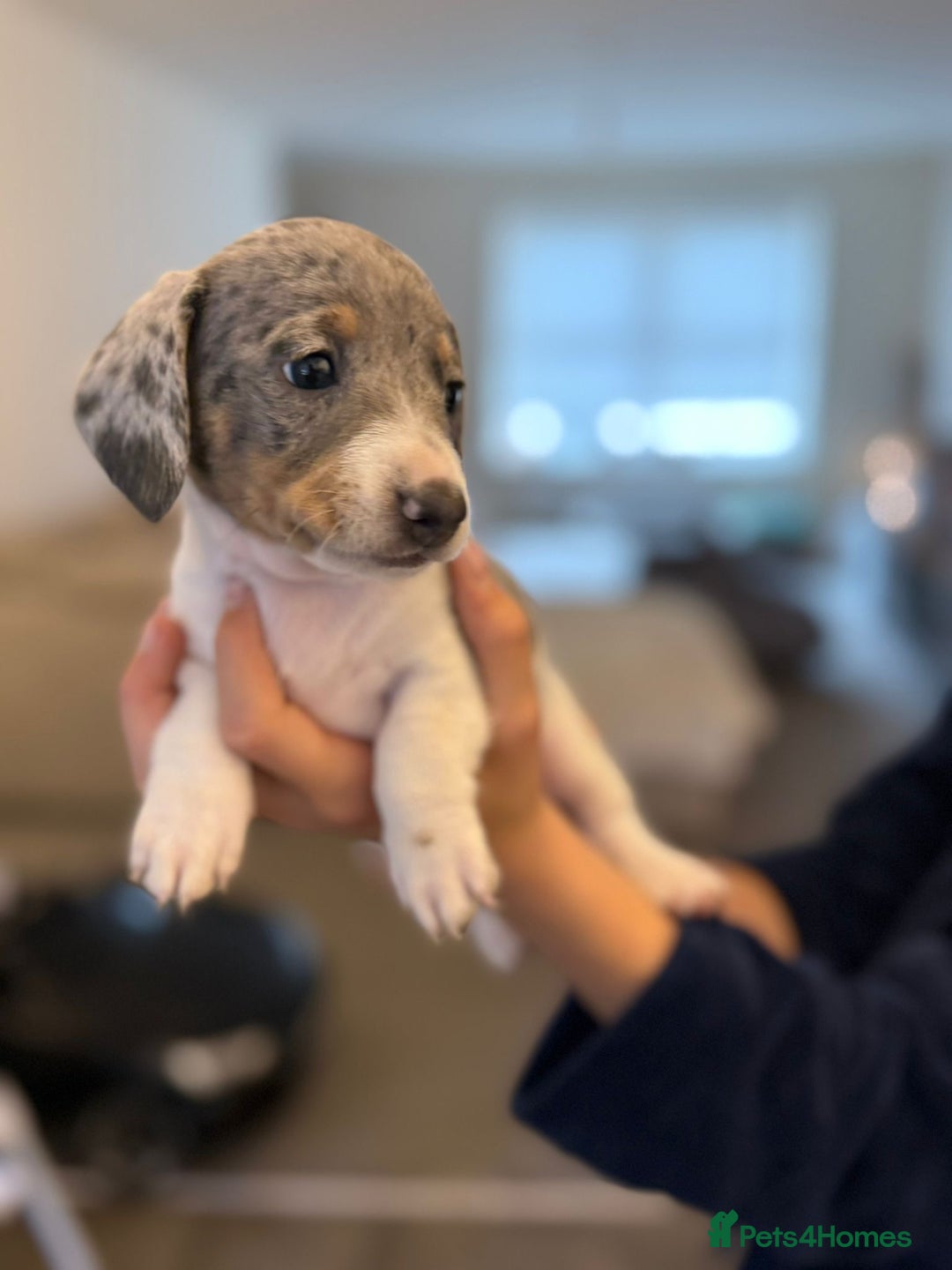 Miniature Dachshund dogs for sale: 4 MINIATURE DACHSHUND PUPPIES 🤍  - Advert 7