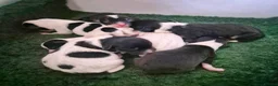 Jack Russell dogs for stud: Proven Miniature JRT Stud  - Advert 2