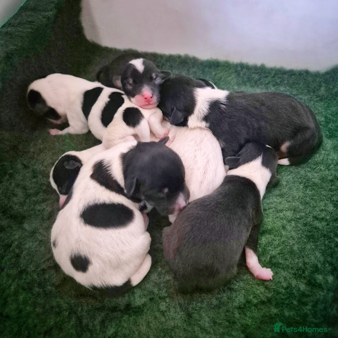 Jack Russell dogs for stud: Proven Miniature JRT Stud  - Advert 2